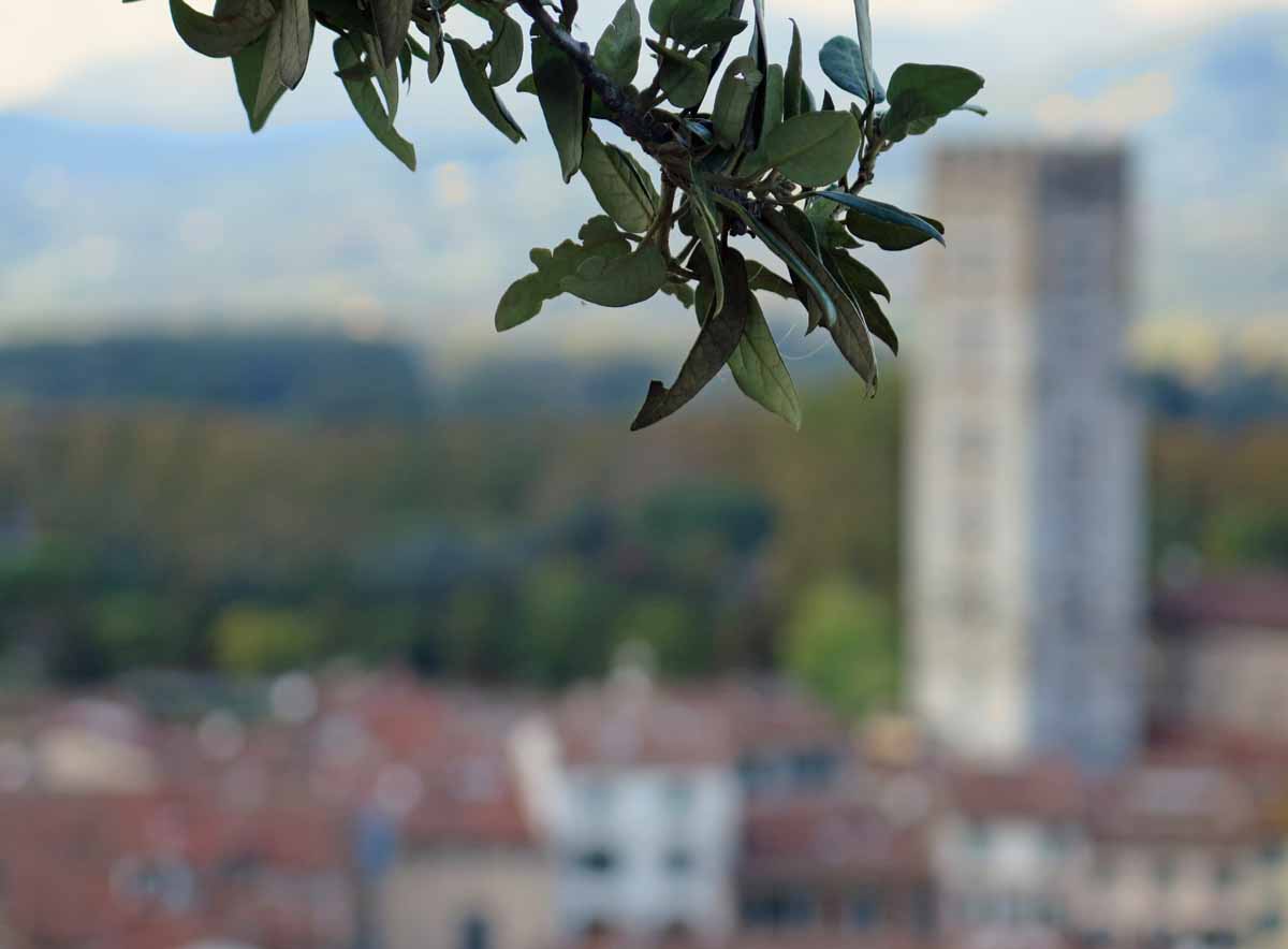 lucca05