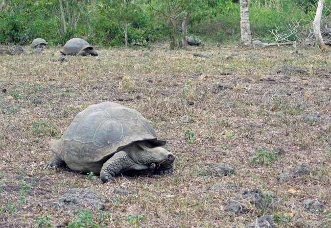 galapagos-016