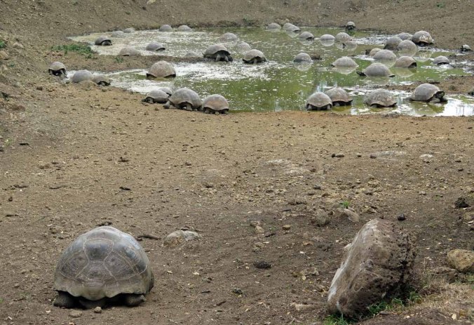 galapagos-019