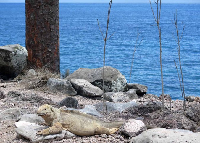 galapagos-076
