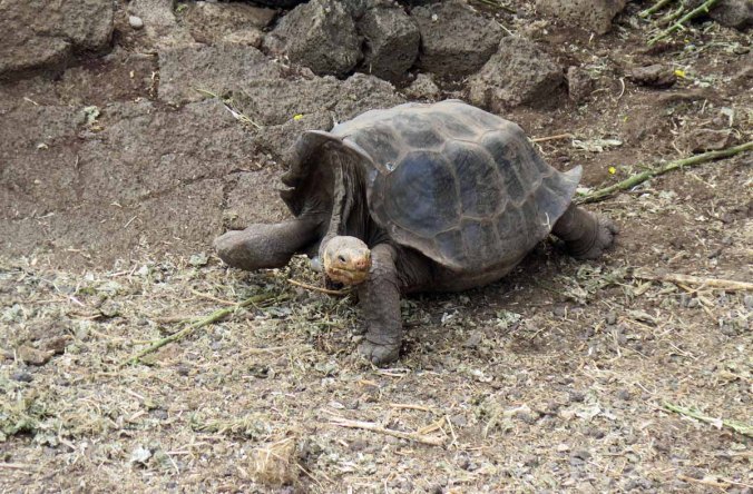 galapagos-095