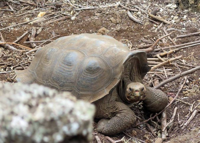 galapagos-096