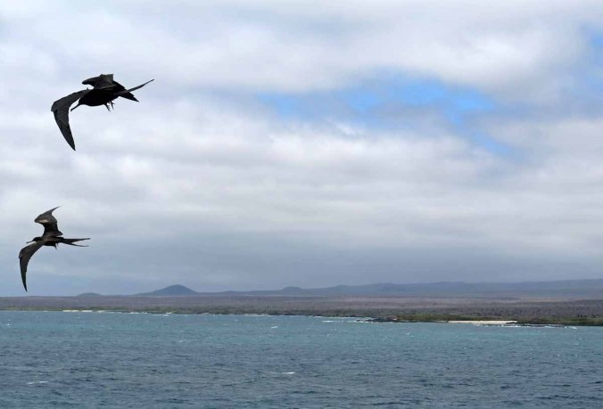 galapagos-113