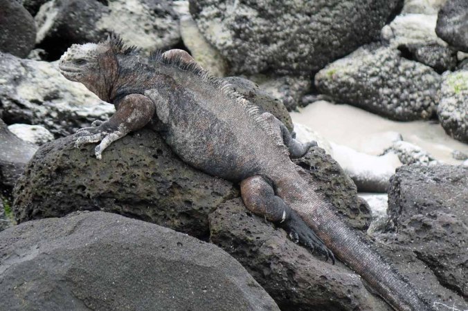 galapagos-154