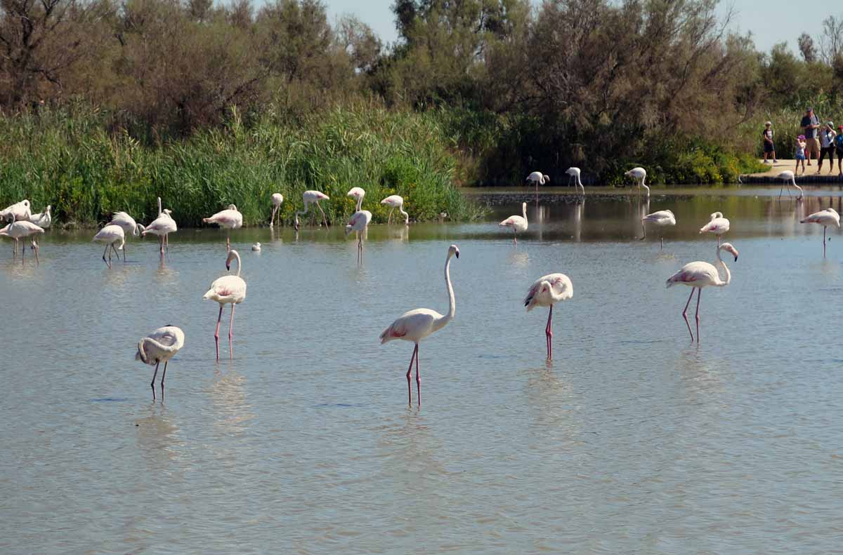 camargue 01
