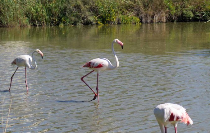 camargue 04