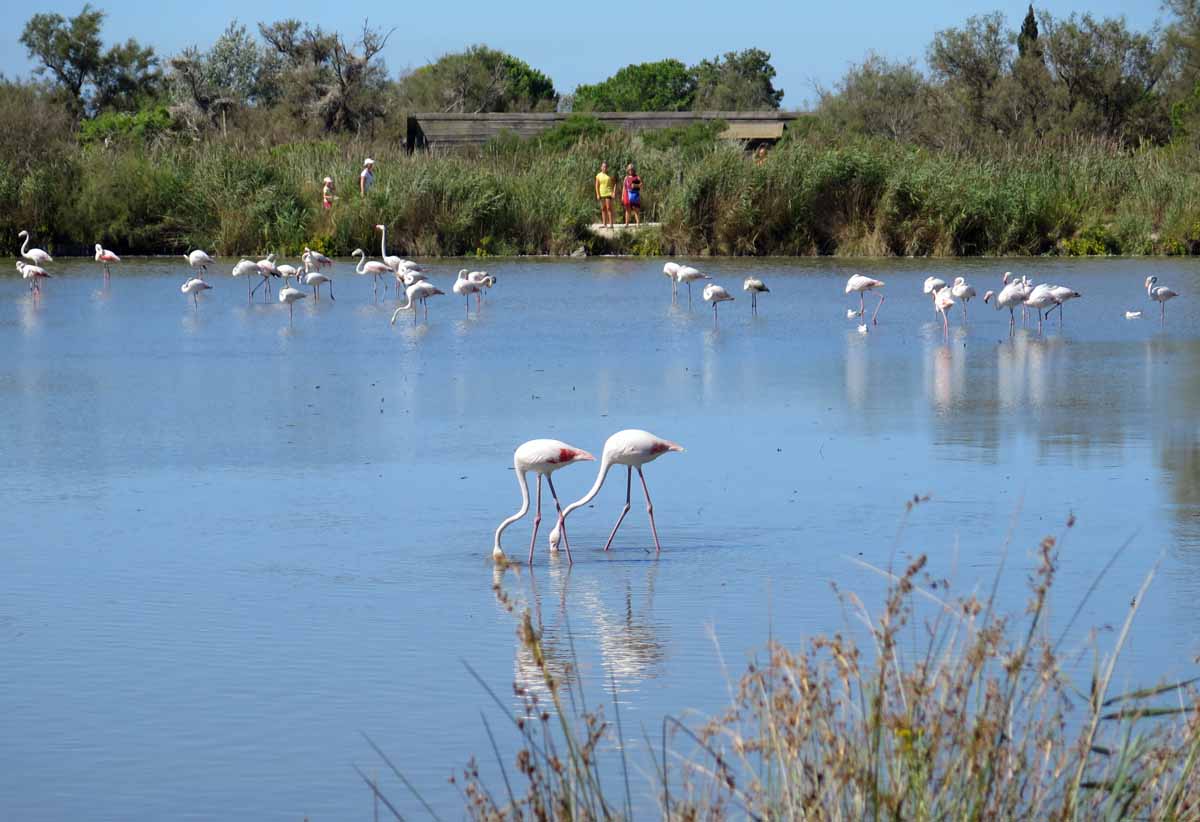 camargue 05