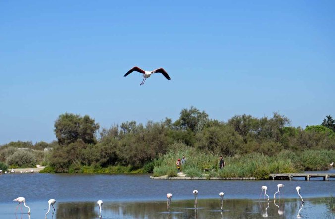 camargue 09