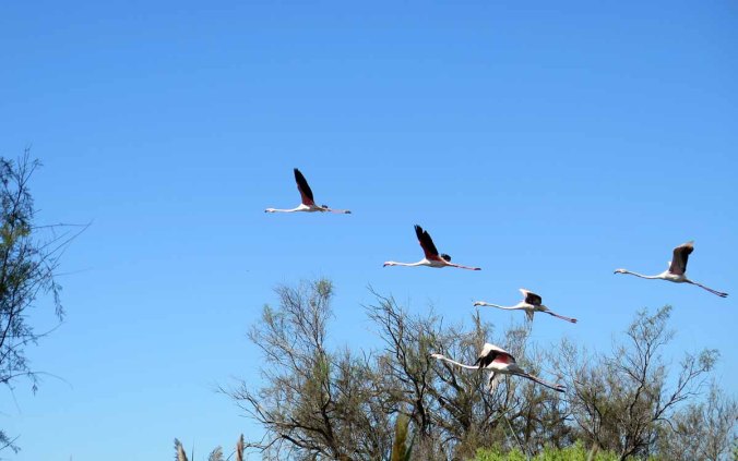 camargue 10