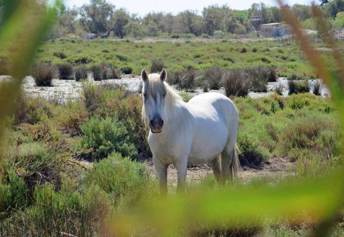 camargue 12